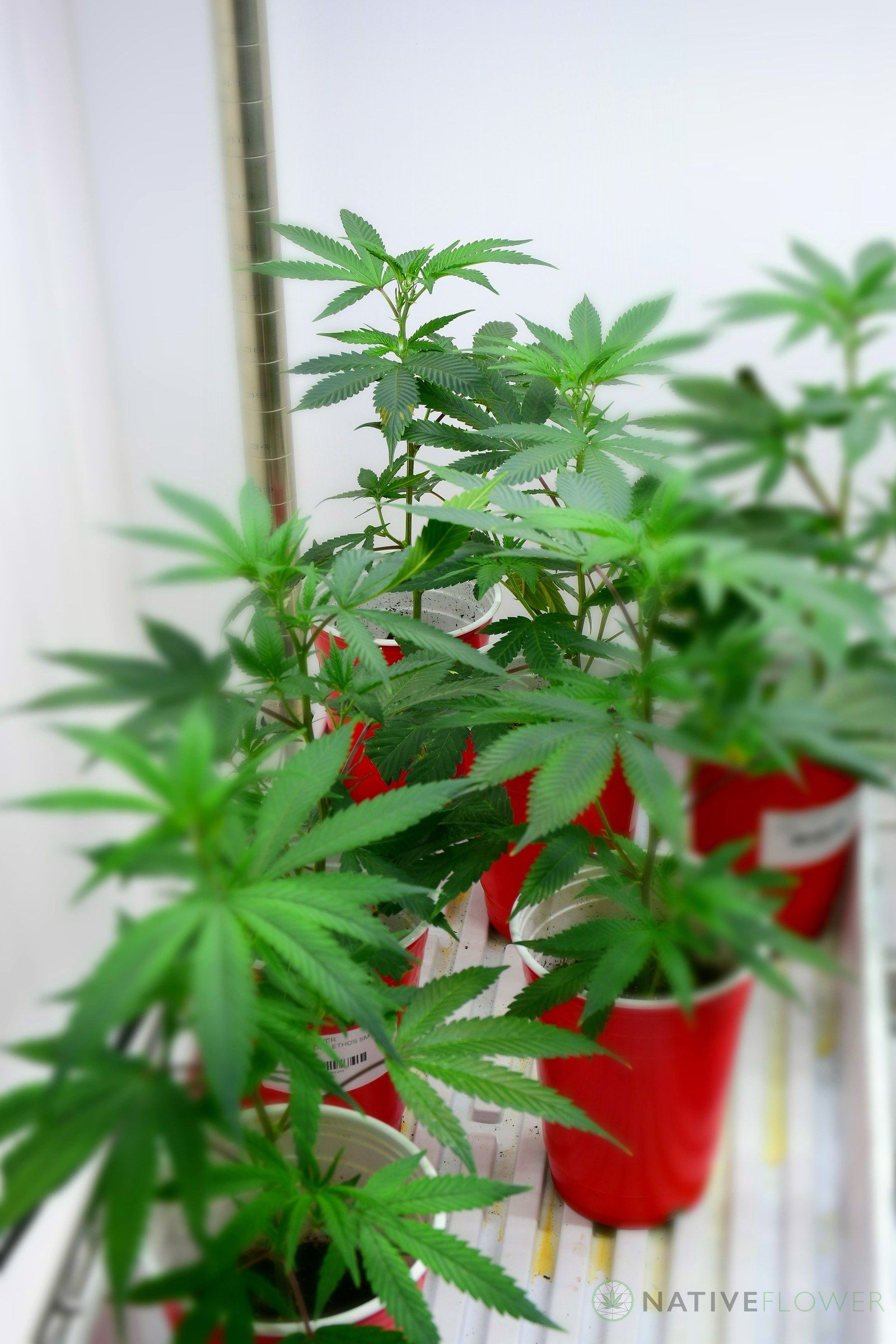 Cannabis clones rooted in red plastic cups, packed close together under grow lights.